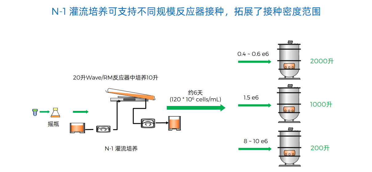 N-1 灌流培养可支持不同规模反应器接种，拓展了接种密度范围